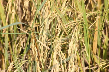 Obraz premium The golden rice fields are germinating and ready to be harvested.