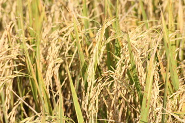 The golden rice fields are germinating and ready to be harvested.