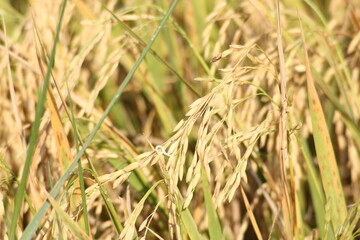 The golden rice fields are germinating and ready to be harvested.