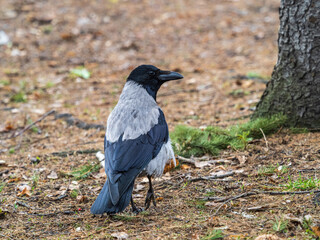 Hooded crow, corvus cornix, standing on the lawn in the autumn or spring forest