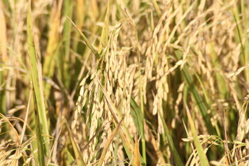 The golden rice fields are germinating and ready to be harvested.