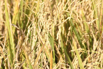 The golden rice fields are germinating and ready to be harvested.