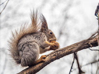 The squirrel with nut sits on a branches in the spring or summer.