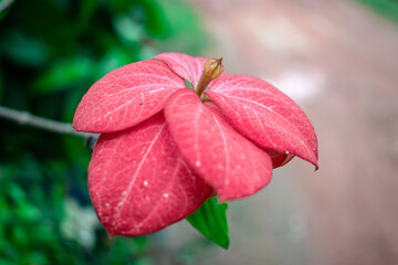 Portrait of a pink flower about to bloom