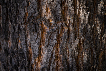 Textura Corteza de arbol