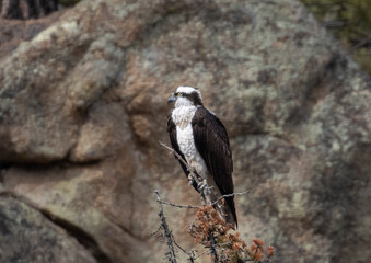 Osprey in Eleven Mile Canyon