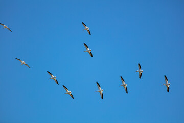 White Pelicans Flying in Formation in a Clear Blue Sky