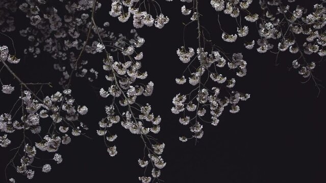 Tokyo, Japan - March 31, 2022: Sakura or cherry blossoms in full bloom at dawn

