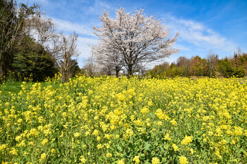 日本の春の訪れを告げる菜の花と桜