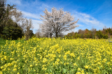 Fototapeta premium 日本の春の訪れを告げる菜の花と桜
