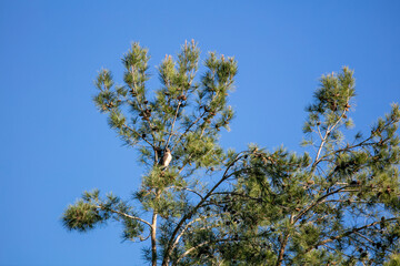 A Golden Eagle Perched on a Tree Branch