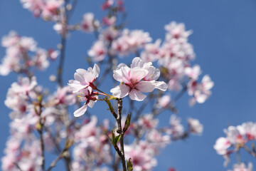 Obraz premium 桜の花