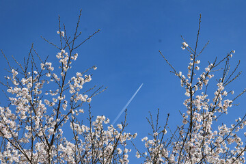 桜と飛行機雲