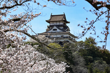 Fototapeta premium 桜咲く春の国宝犬山城