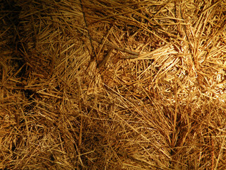 DRIED ALFALFA TEXTURE AND BACKGROUND