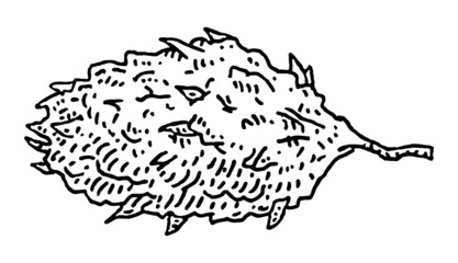 Marijuana bud. Vintage black vector engraving illustration. Isolated on white background.