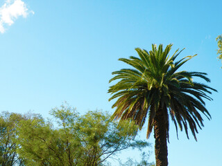 GREEN PALM TREE WITH LIGHT BLUE SKY IN SUMMER