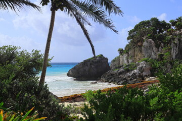 beach with palm trees