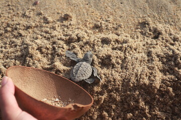 Turtle is released into the sea