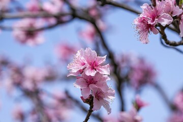 青空バックに見上げる満開のアーモンドの花