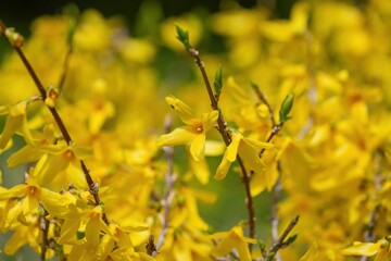 光を浴びて輝く満開のレンギョウの花