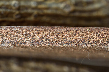 It is a cross-sectional photograph of real cowhide.