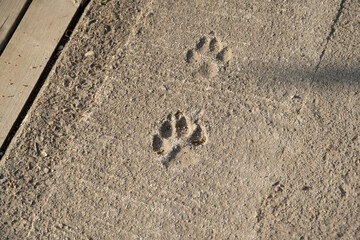 beton avec pates de chien