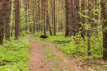 Fototapeta Droga leśna z przebiegającym dzikiem obraz