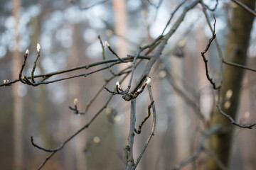 Wiosenne pąki drzew, wiosna w lesie © © Jakacki