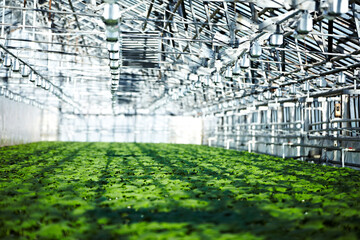 greenhouses