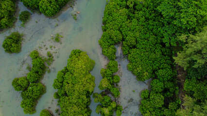 沖縄県南部のマングローブ林を空から撮影した写真