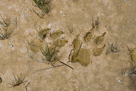 Muddy Wolf Paw Prints In Yellowstone National Parkthermal Pools