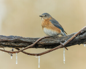 Female Eastern Bluebird perched on vine with icicles