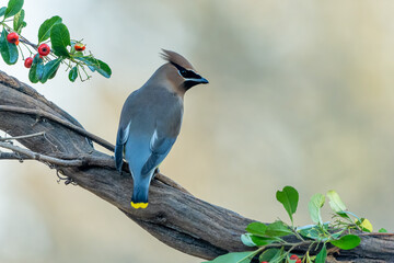 Cedar Waxwing perched on vine