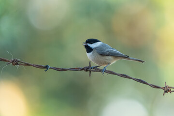 Black-capped Chickadee perched on barbed wire