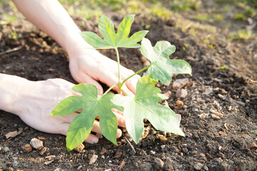 hands planting a young tree 