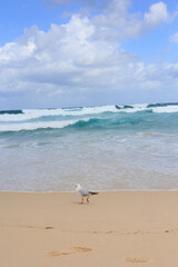 Fototapeta na wymiar 綺麗な砂浜とカモメ