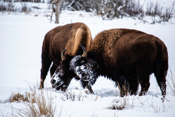 Bison Fight