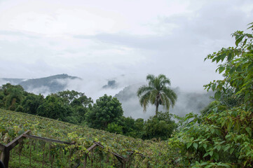 Fototapeta na wymiar Mountains with fog on a cloudy day in Caxias do Sul , brazil 