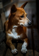 portrait of a dog