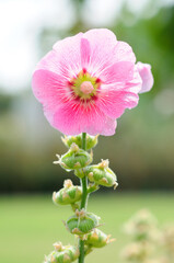 Backlit Pink Hollyhock