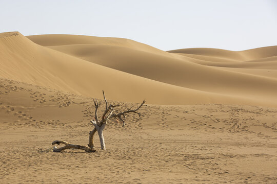 Dead small tree in the desert