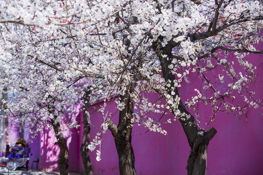 The trees are covered with white apricot flowers and purple walls