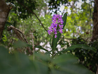 Native Bromeliad in the Woods