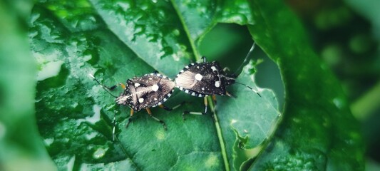 Pinterest
Green bug | Green bug | Stink bug, stink beetle, white background breed