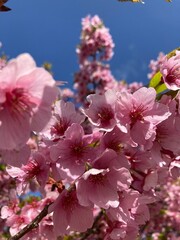 pink cherry blossom