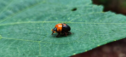 red beetle on leaf