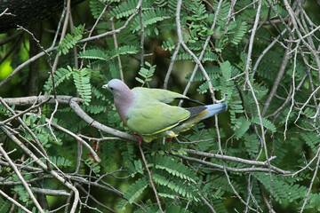 The Emerald Dove on a branch