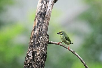 The Coppersmith Barbet on a branch