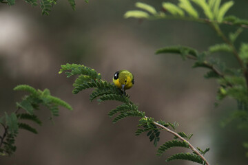 The Common Iora on a branch